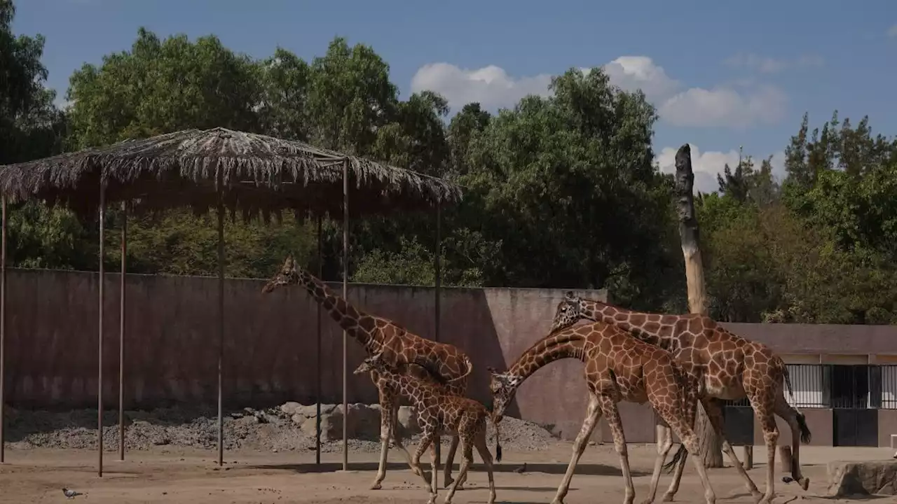 Zoológico de San Juan de Aragón celebra su 58 aniversario