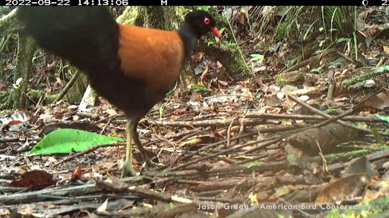 Cette espèce d’oiseau disparue depuis 1882 redécouverte sur une île