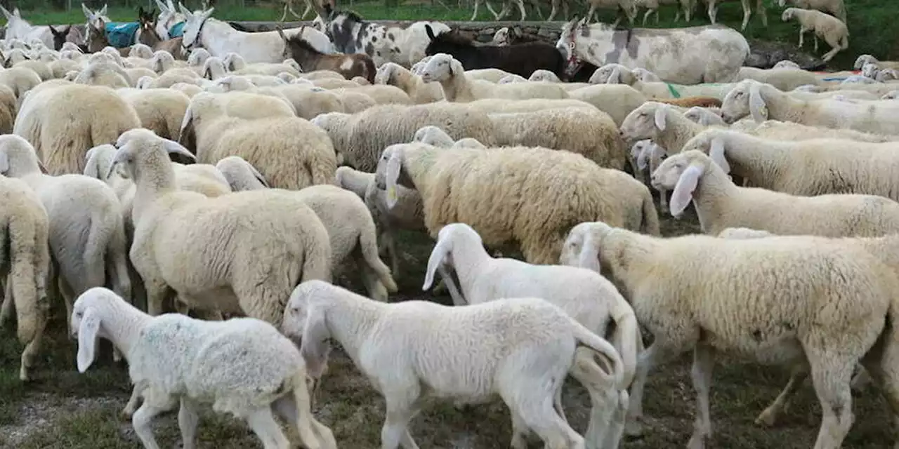 Pourquoi ces moutons ont tourné en rond sans arrêt pendant 12 jours ?