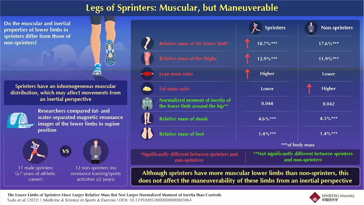 A comparative analysis of leg morphology between sprinters and non-sprinters reveals surprising results