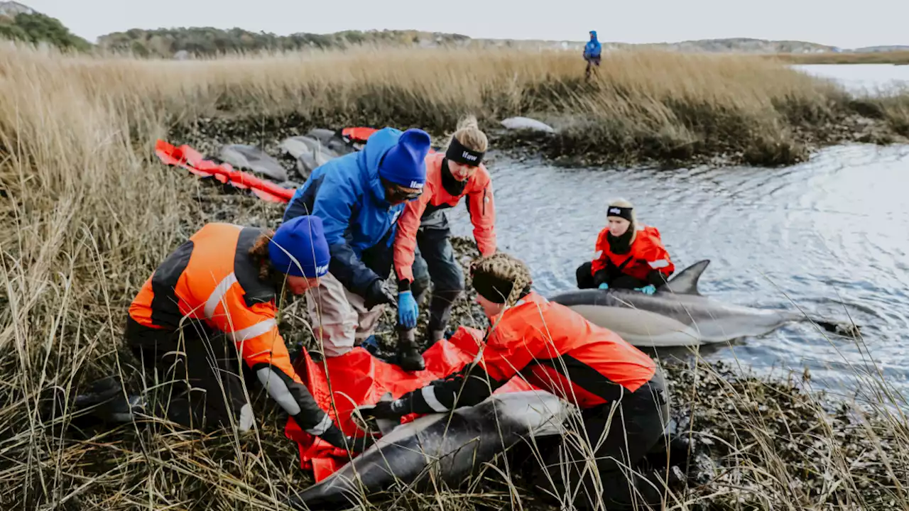 7 Dolphins Rescued, 1 Euthanized After Washing Ashore at Cape Cod ‘Stranding Hotspot'