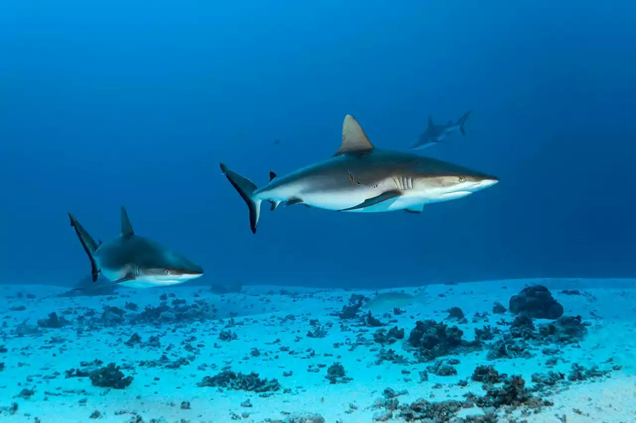 Electric pulses drastically cut number of sharks caught by accident