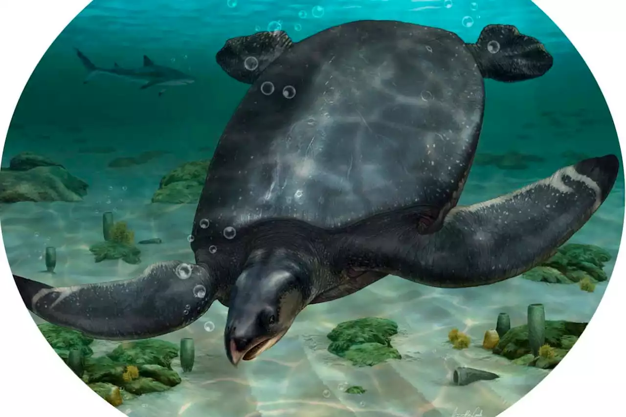 Gigantic turtle from the dinosaur era was almost 4 metres long