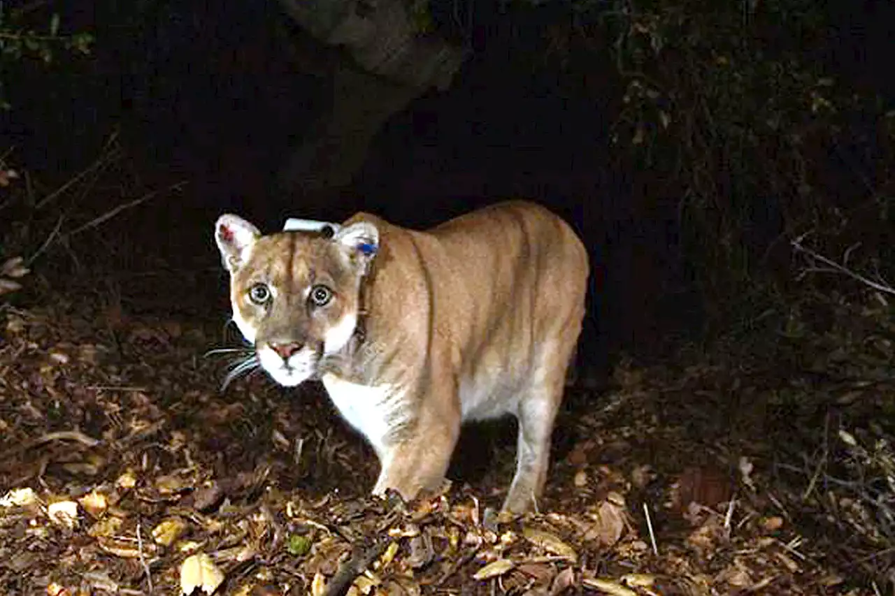 California dog killed by mountain lion while on a walk in Los Angeles