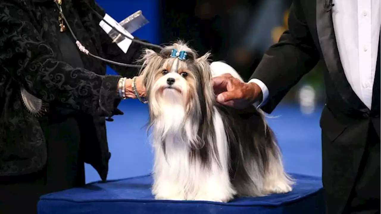 The National Dog Show Is TV's Greatest Thanksgiving Tradition