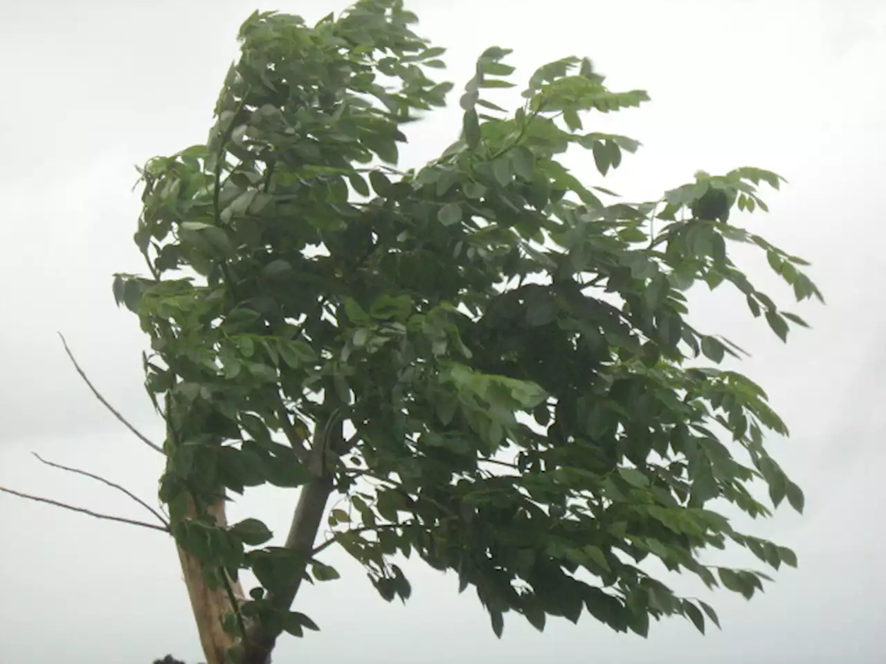 Environment Canada warns of wind Monday