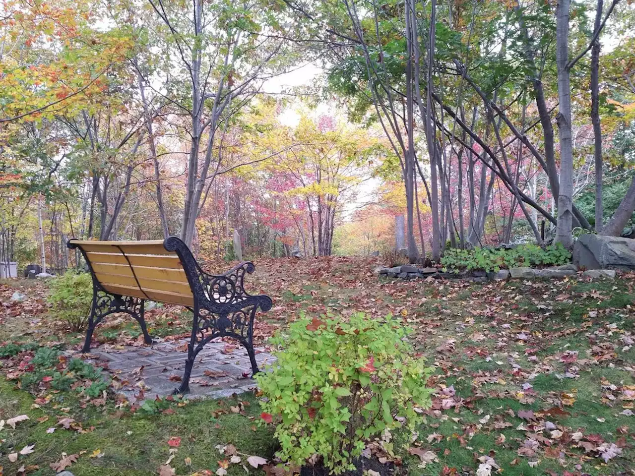 WEATHER PHOTO: Falling leaves in Dartmouth, N.S. | SaltWire