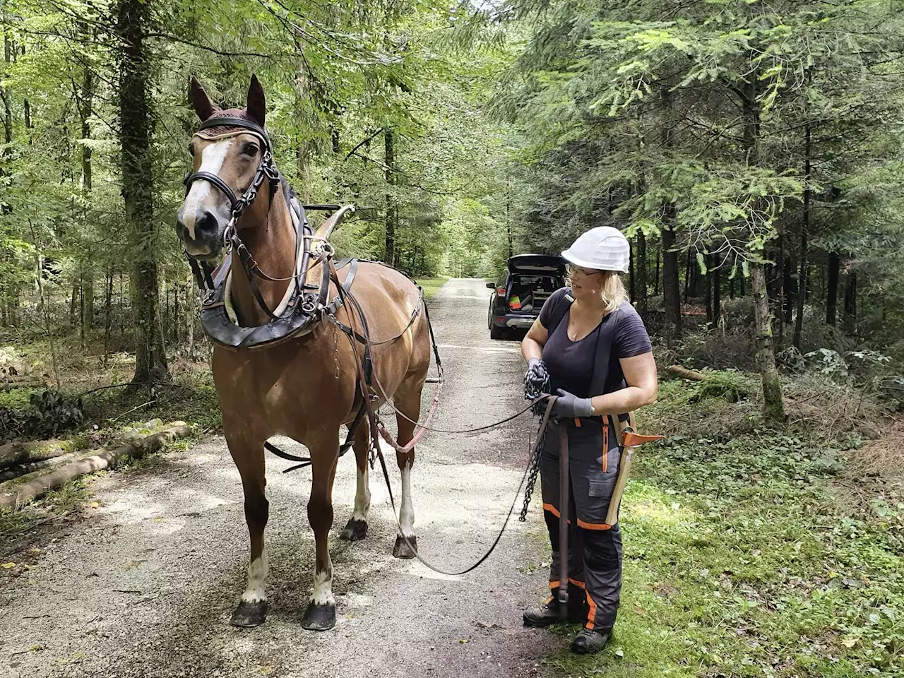 Viele verschiedene Tierfotos - Schweizer Bauer