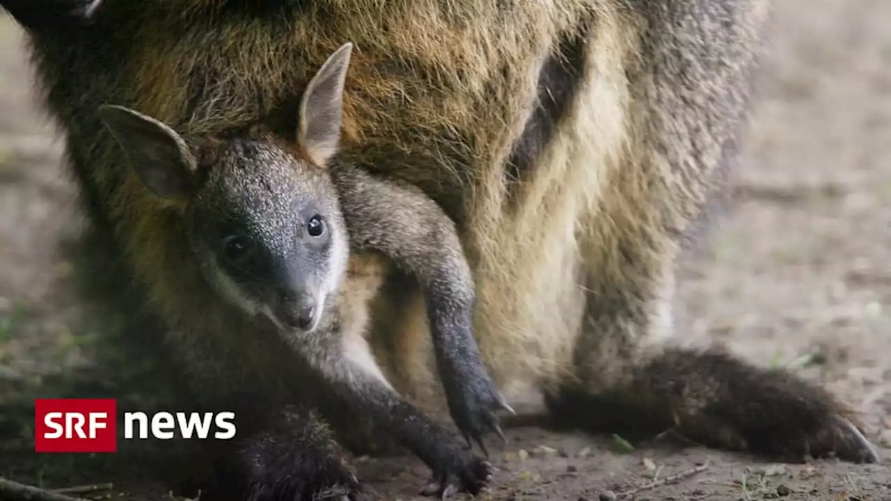 Vom Symboltier zur Plage? - Känguru-Babyboom in Australien setzt Nutztieren zu