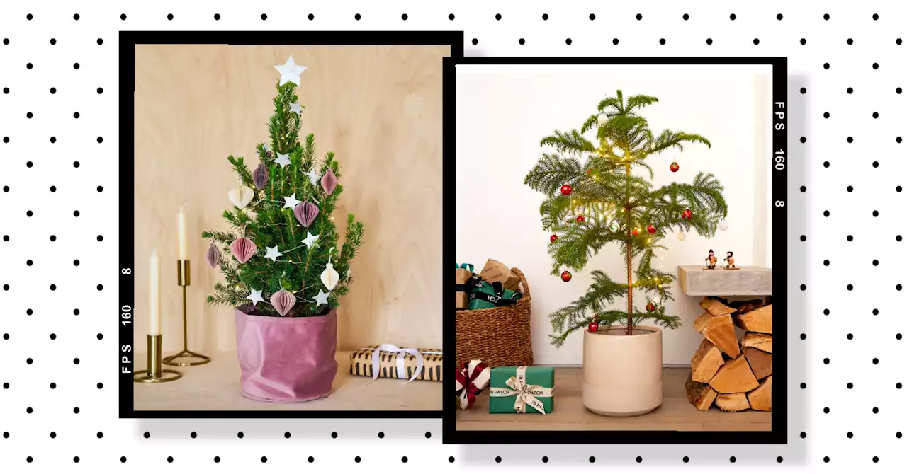 Potted Christmas trees are one of this year’s biggest festive trends – here’s where to get yours