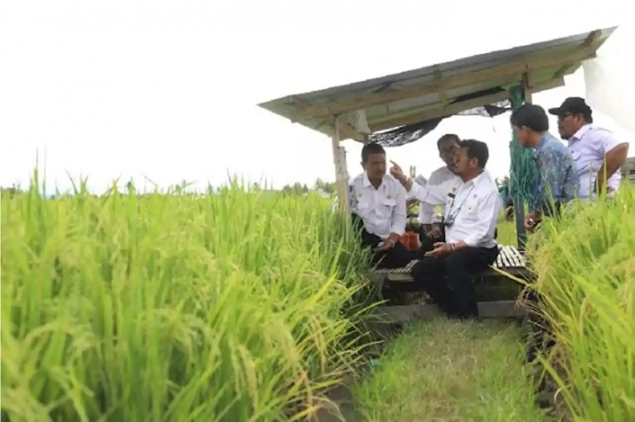 Yakin Stok Beras Cukup hingga Akhir 2022, Kementan: Harganya Naik karena ...