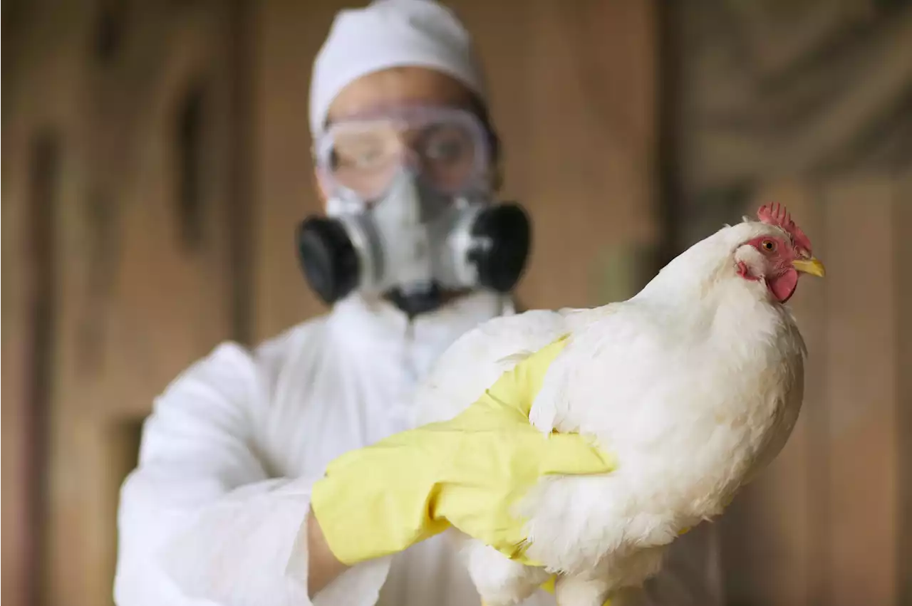 Barbados bans UK poultry as bird flu spreads