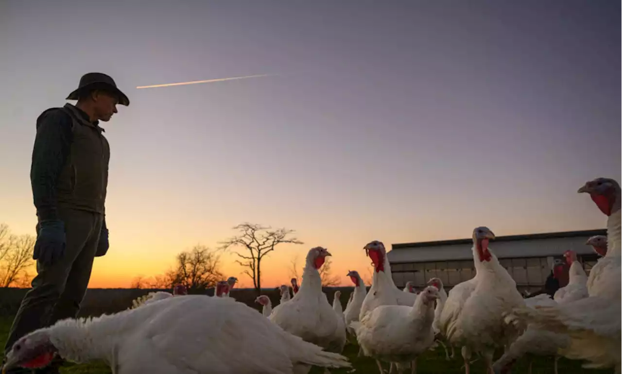 Turkey farmers had high hopes for better profits this year, but supply costs have spiked