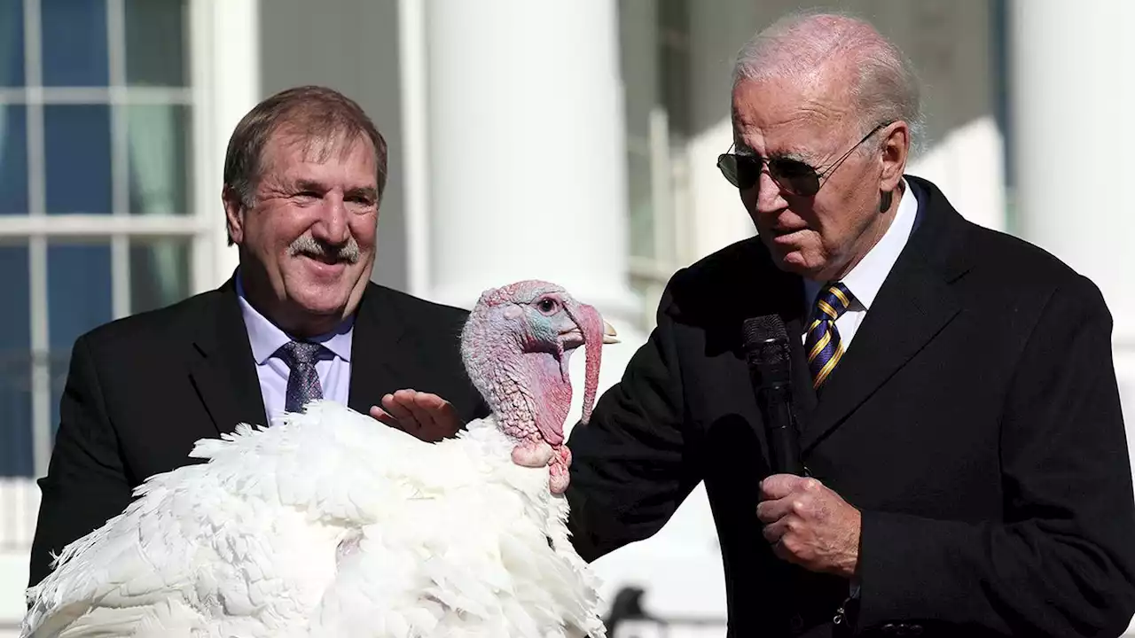 Biden pardons Thanksgiving turkeys Chocolate and Chip