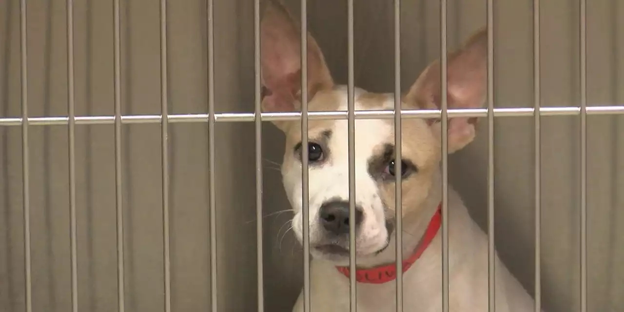 Montgomery Humane Society overcrowded amid inflation