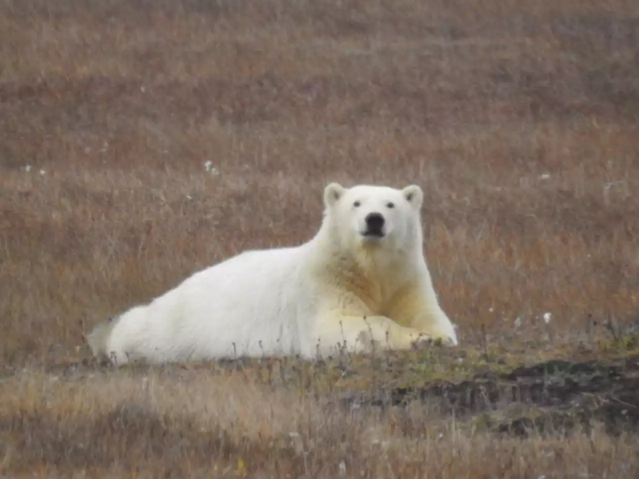 Study tracks Arctic animals’ exposure to disease better known in Interior Alaska: tularemia