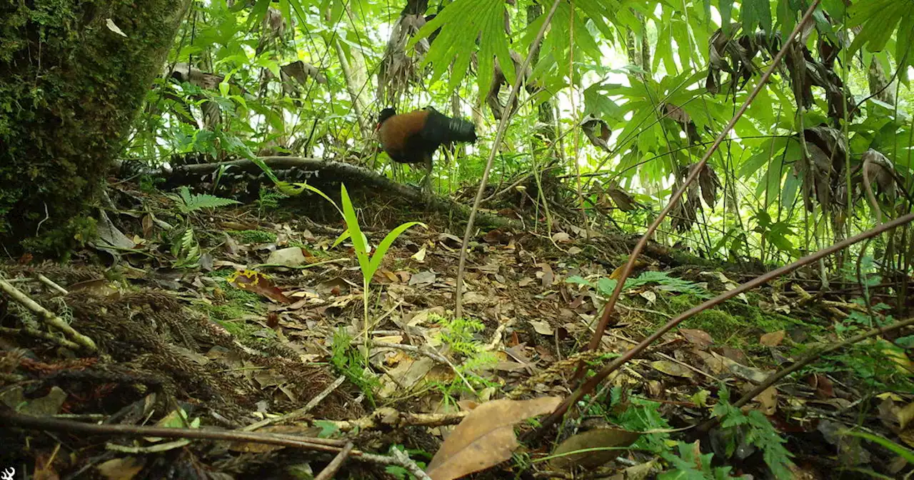 A rare, endangered bird hadn't been seen for 140 years — but was just caught on video, scientists say