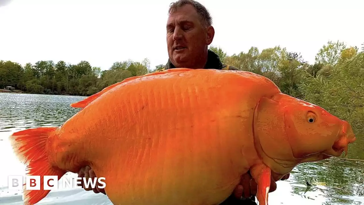 Kidderminster man catches giant goldfish