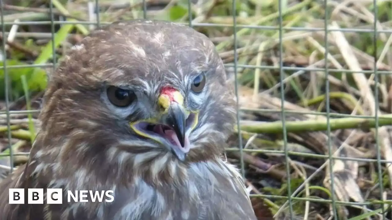 Derbyshire joins RSPB's list of bird crime hotspots