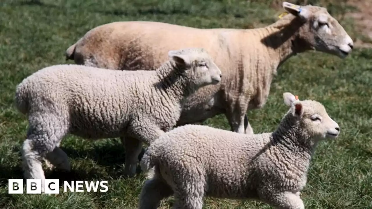 Flintshire: Dogs held after seven sheep killed, 16 injured