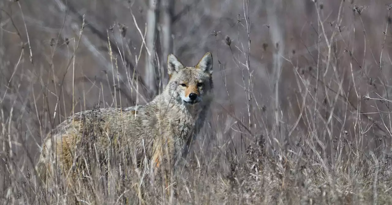 Brampton's coyote problem is so bad they've created a map to track them all