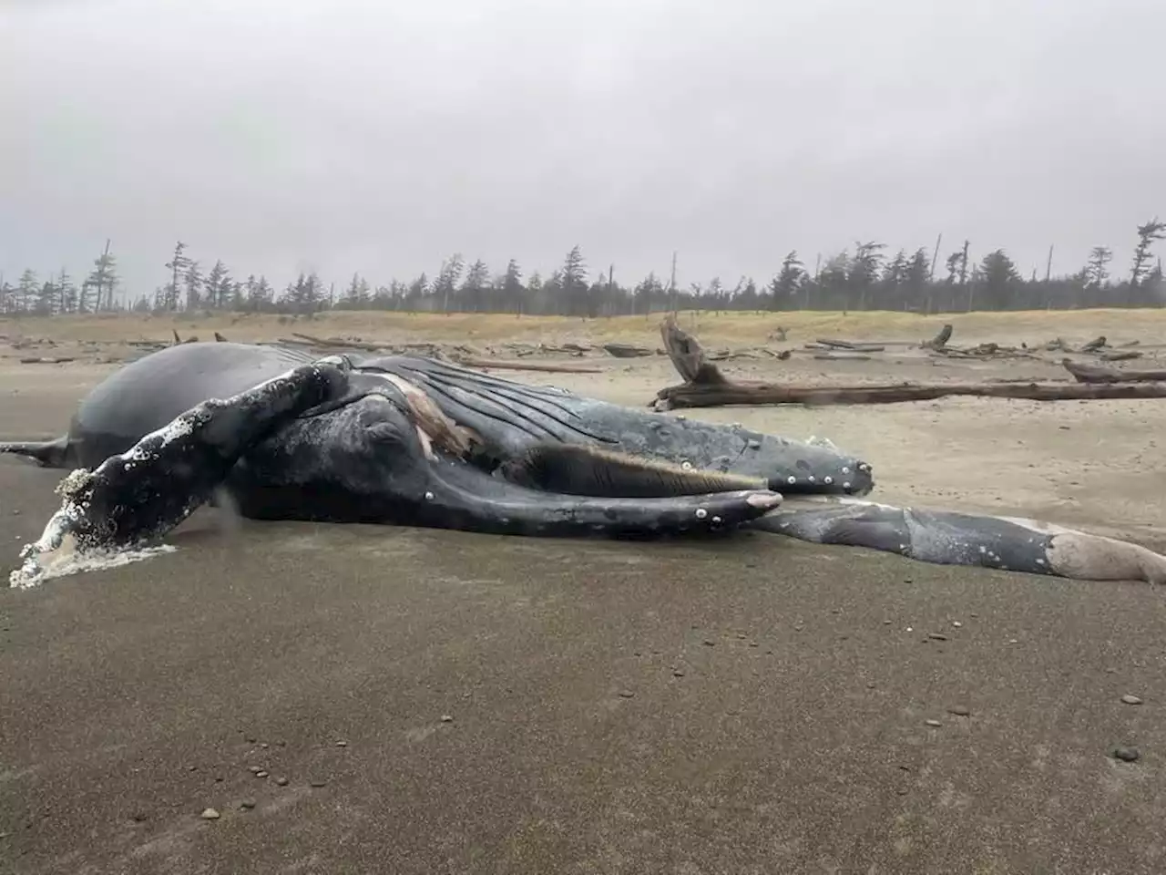 Dead whales continue to wash up on B.C. beaches