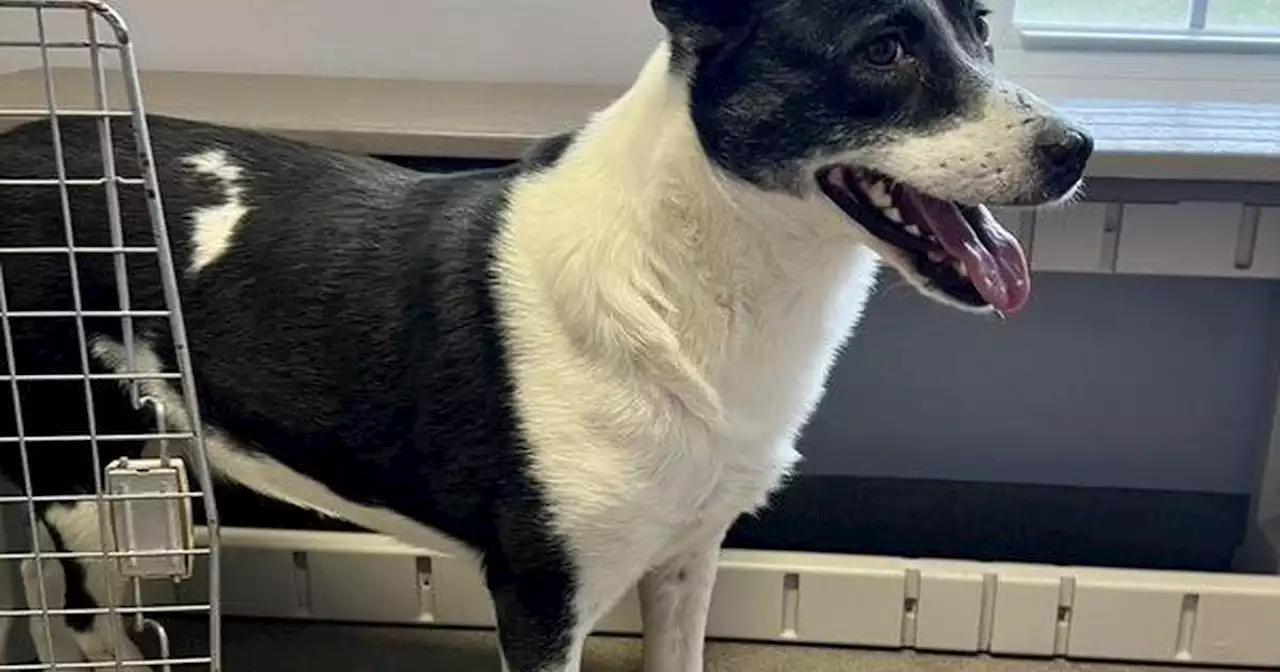 Anderson Humane in South Elgin takes in three dogs from South Korea and one rescued during Hurricane Ian