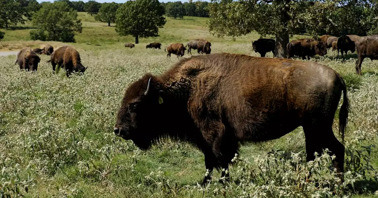 Bison’s relocation to Native lands revives a spiritual bond