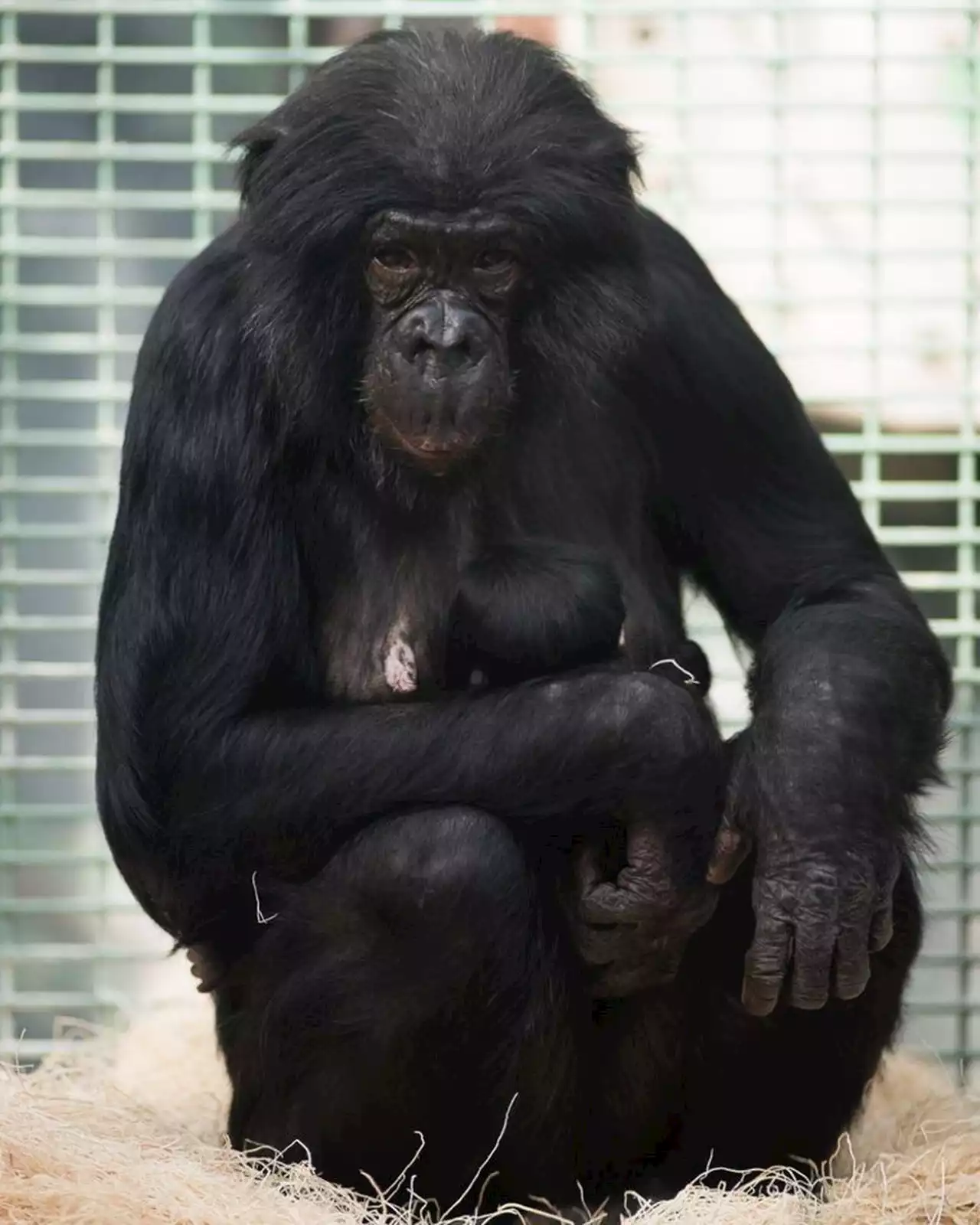 Lady, a 40-year-old bonobo, dies at Columbus Zoo