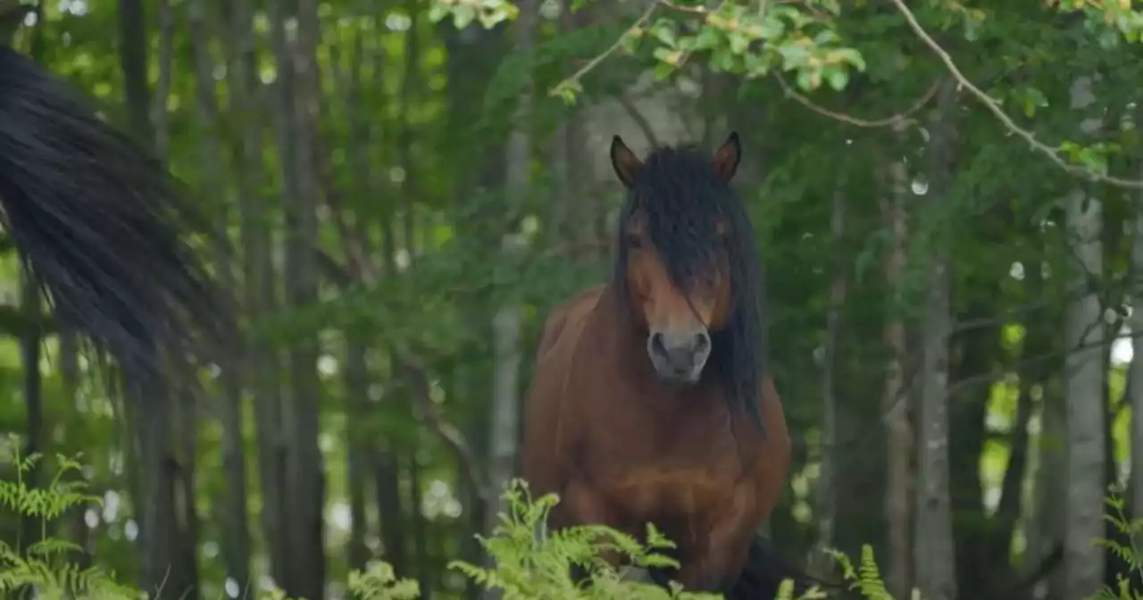 Italie. En Ligurie, les chevaux sauvages de la discorde