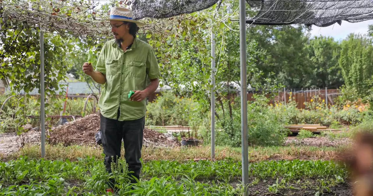 Meet Jefferson Braga, tech manager from 9-to-5 and urban farmer the rest of his day