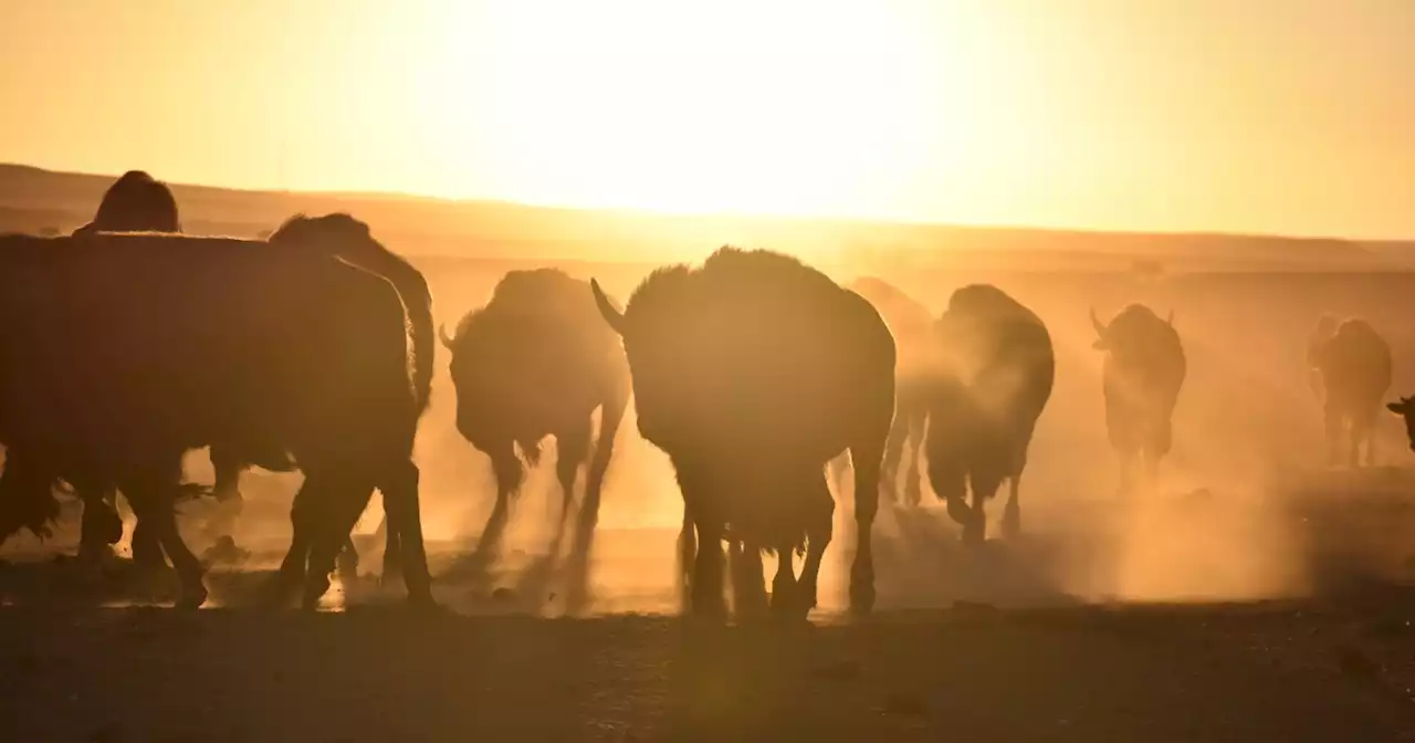 Bison spread as Native American tribes reclaim stewardship