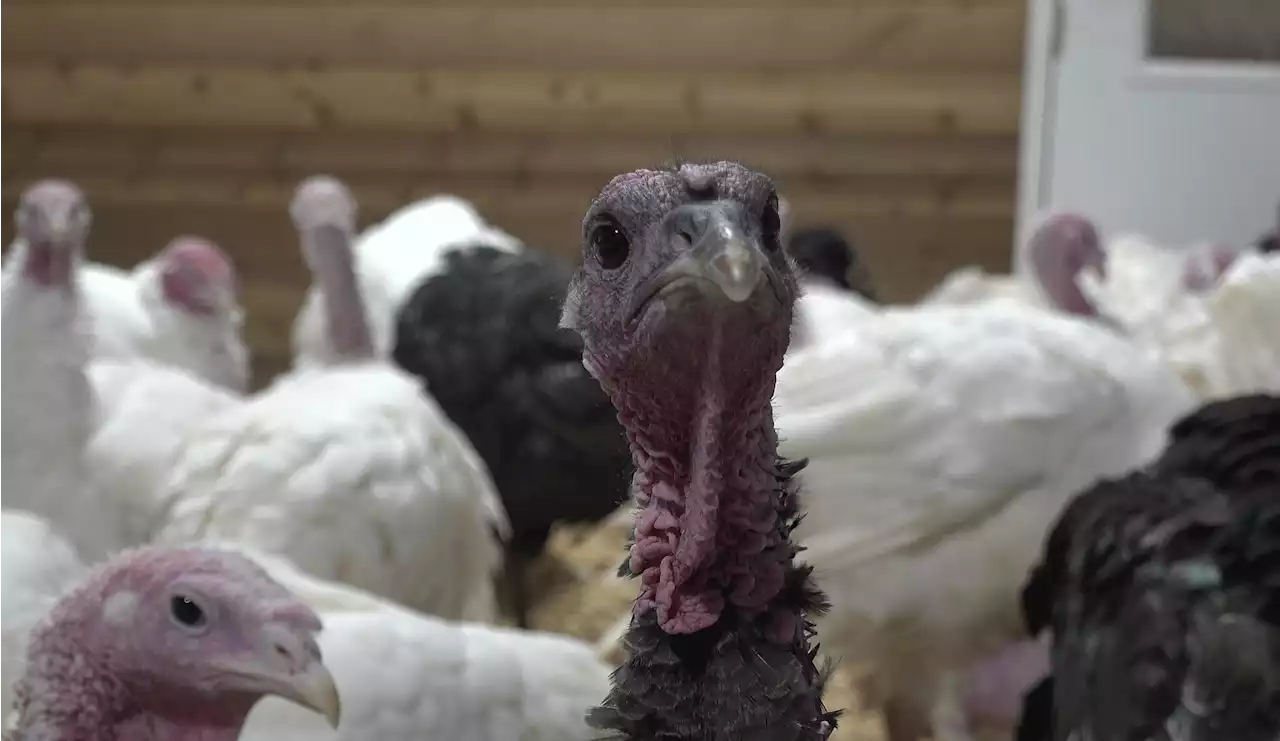 Thanksgiving turkey prices higher due to 'huge increases' in raising, processing costs, turkey farmers say