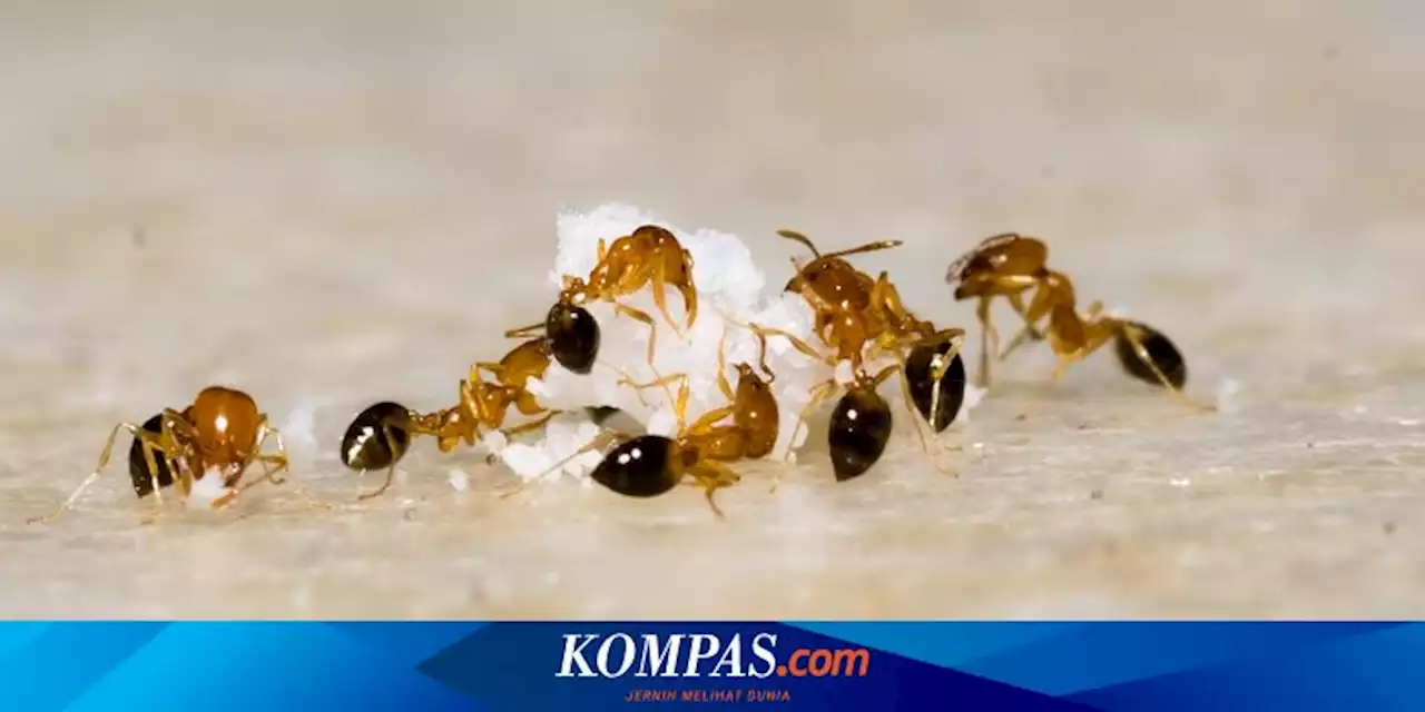 Manfaatkan Boraks untuk Membasmi Semut di Rumah Selamanya