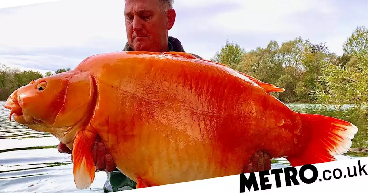 Angler reels in 'giant goldfish' weighing nearly five stone