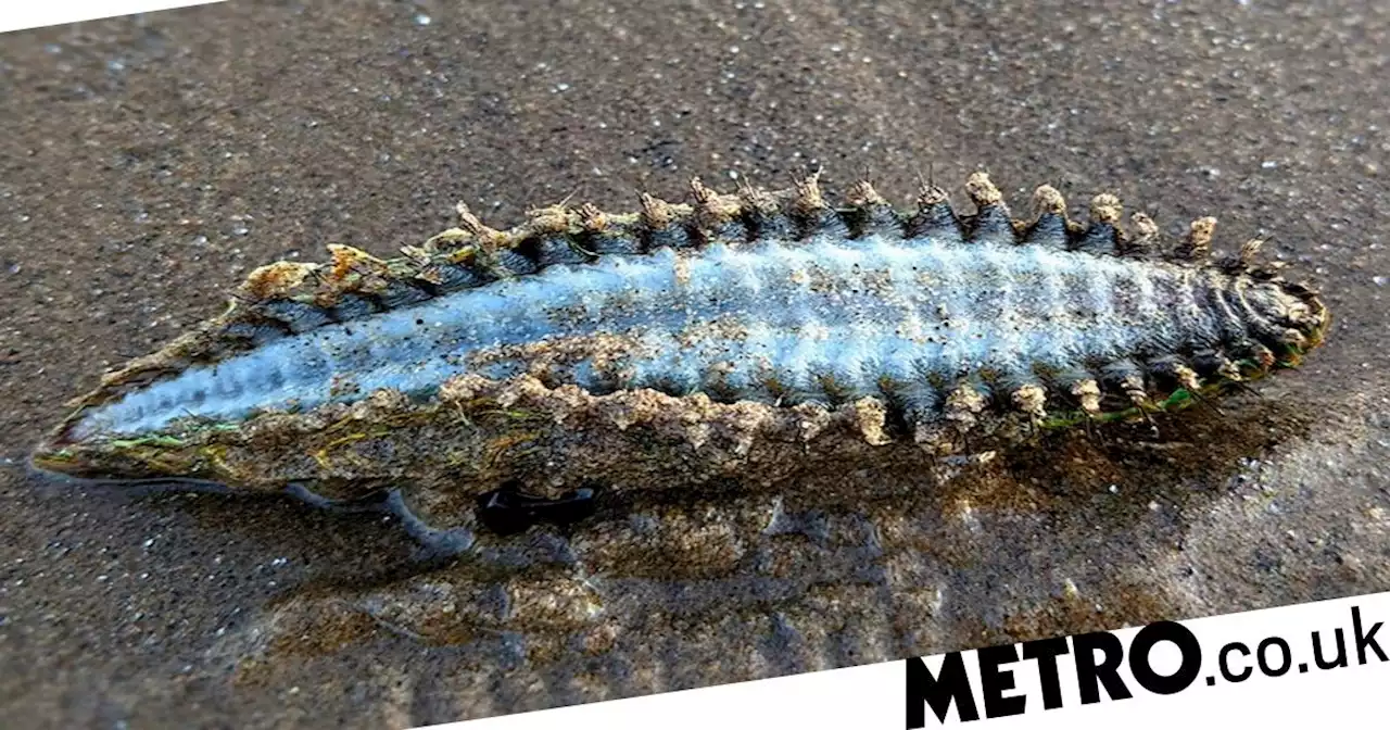 Man thought he saw an ‘alien' at the beach but this creature is from Earth