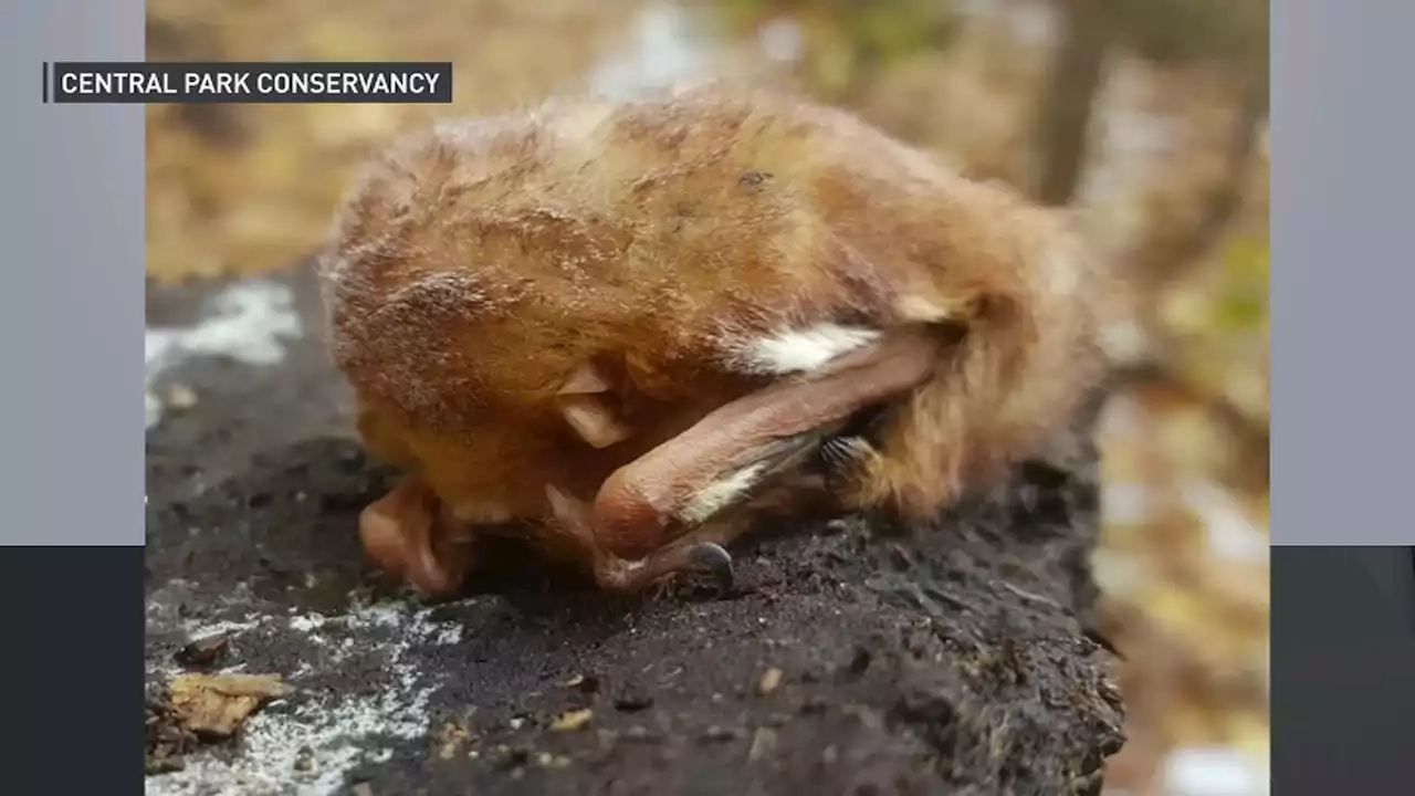 Bats Are Falling to the Ground in NYC's Central Park — Here's Why