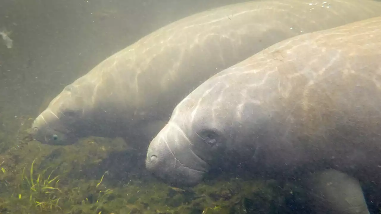 Endangered Status Sought for Manatees as Hundreds Starve in Florida