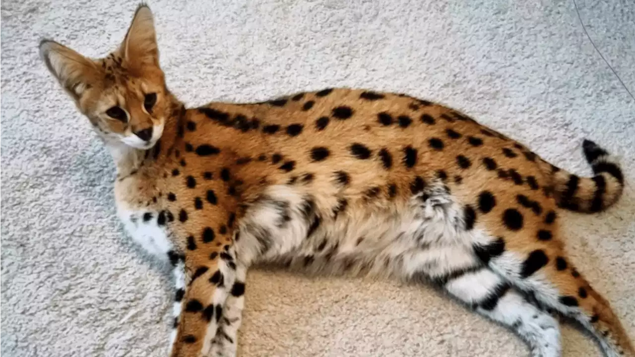 Serval (roofdier) ontsnapt uit woning in Amsterdam-Oost