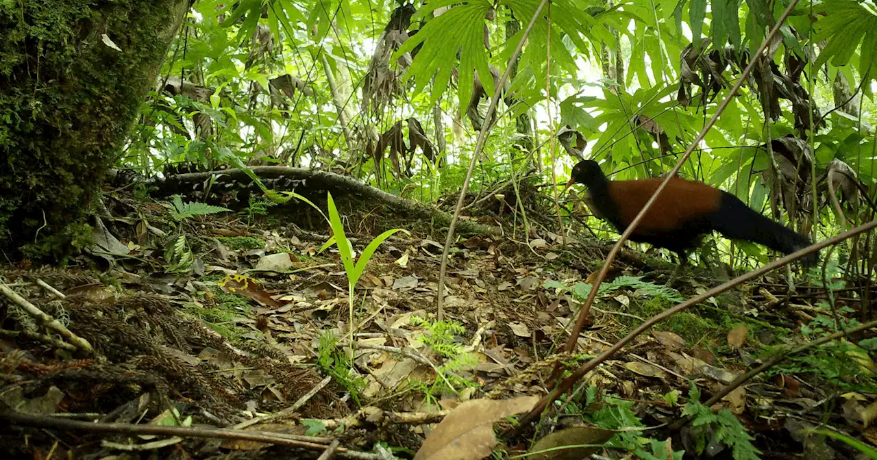 Rare Bird Not Seen for 140 Years Caught on Camera for First Time