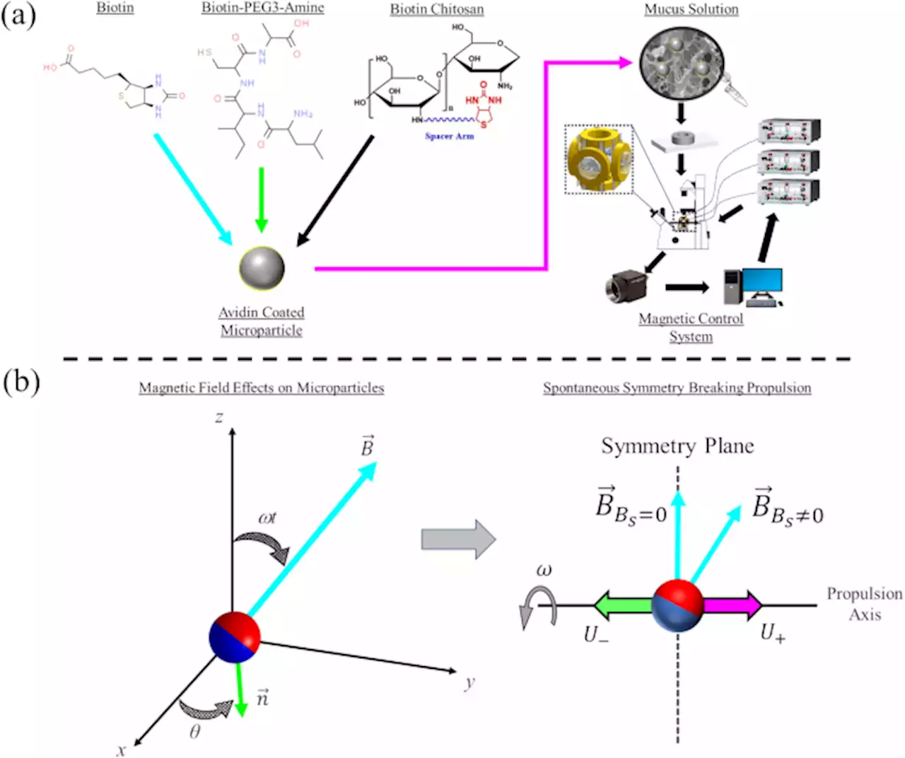 Spontaneous symmetry breaking propulsion of chemically coated magnetic microparticles - Scientific Reports