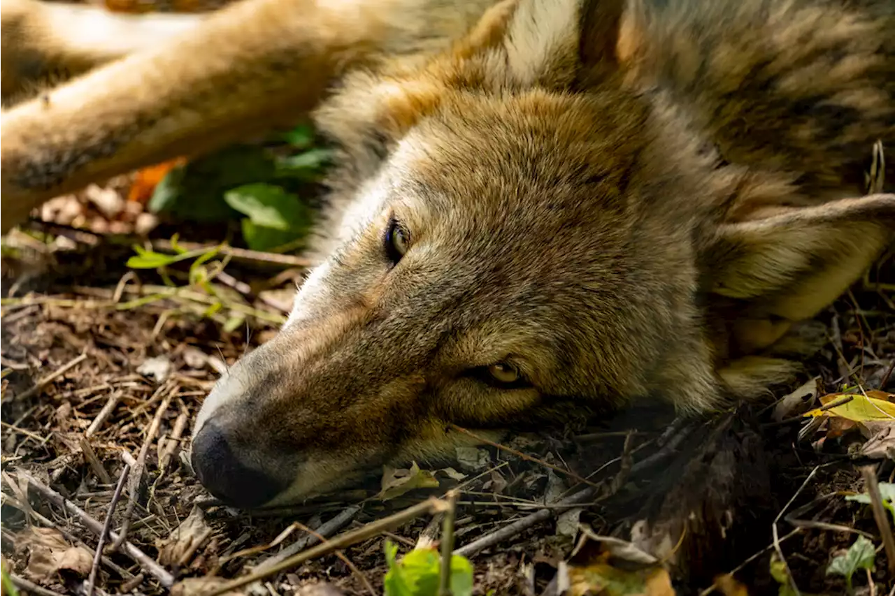 Kanton Graubünden: Dritter Jungwolf des Wannaspitzrudels erlegt