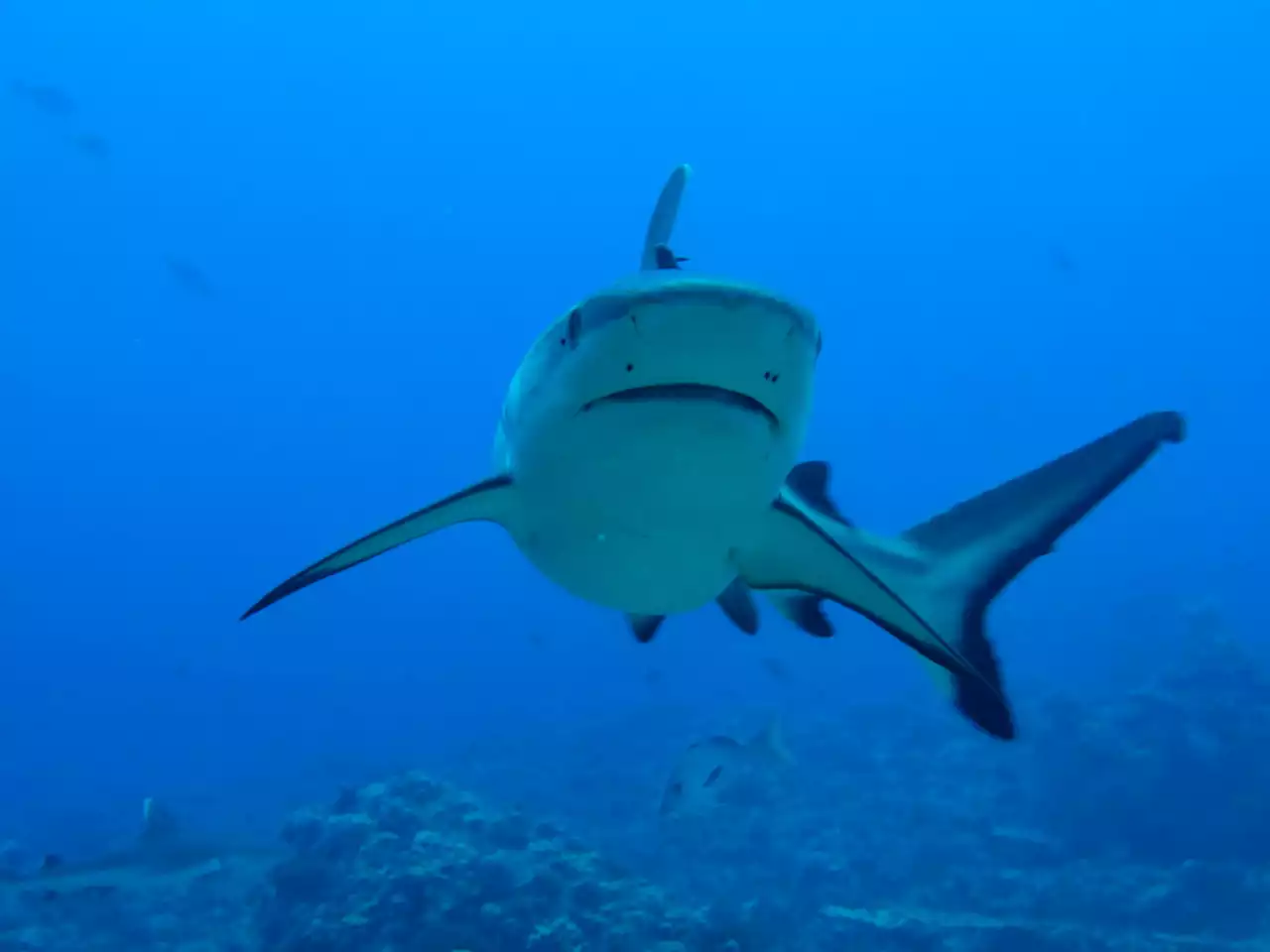 Meet SharkGuard, a tiny electric field that protects sharks from fishing nets