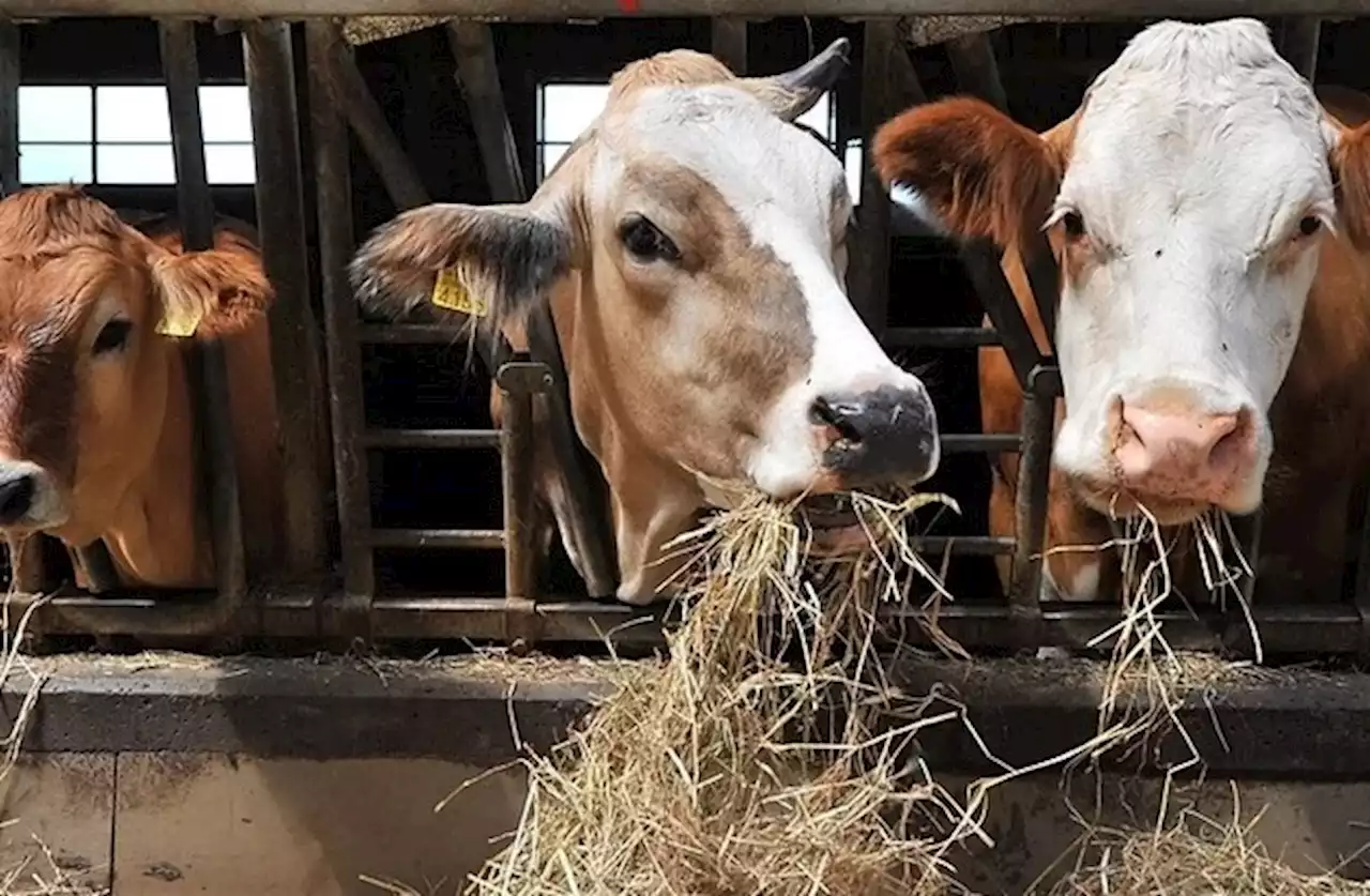 Neue Studie zu Label-Fleischmarkt: Nutztiere und Tierhalter leiden unter Marktmacht der Grossverteiler