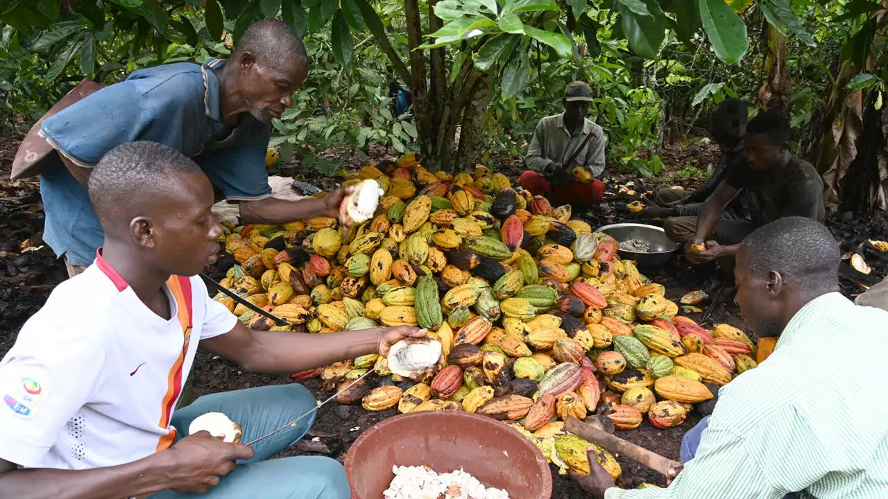 La Côte d’Ivoire et le Ghana poursuivent les négociations avec les multinationales du cacao