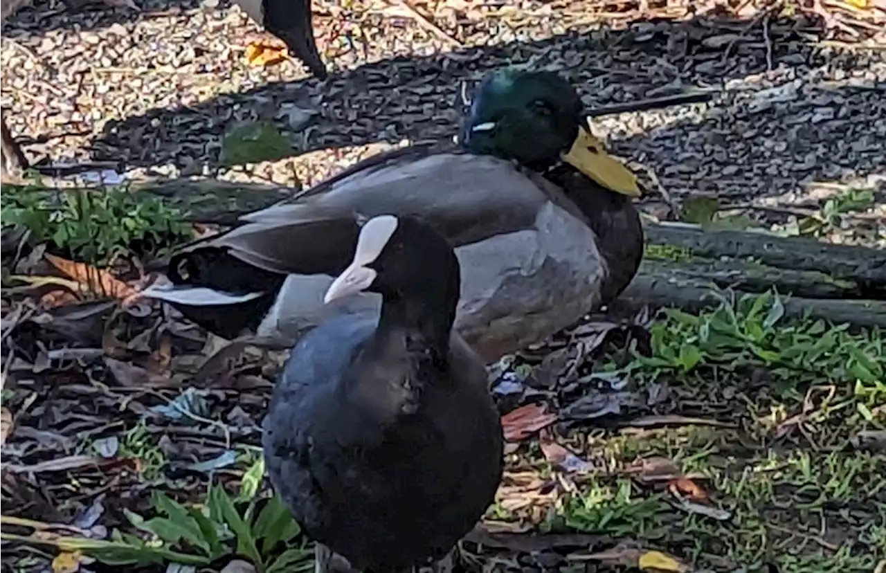 Duck cruelly shot through the head with crossbow bolt in Telford