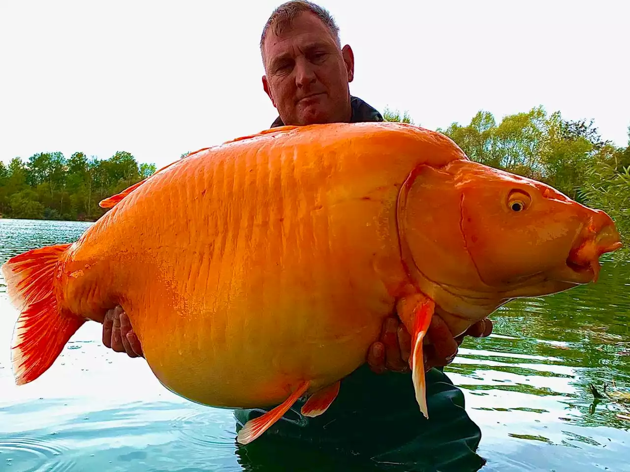 Angler catches one of the world's biggest goldfish – weighing a whopping 67lbs 4oz