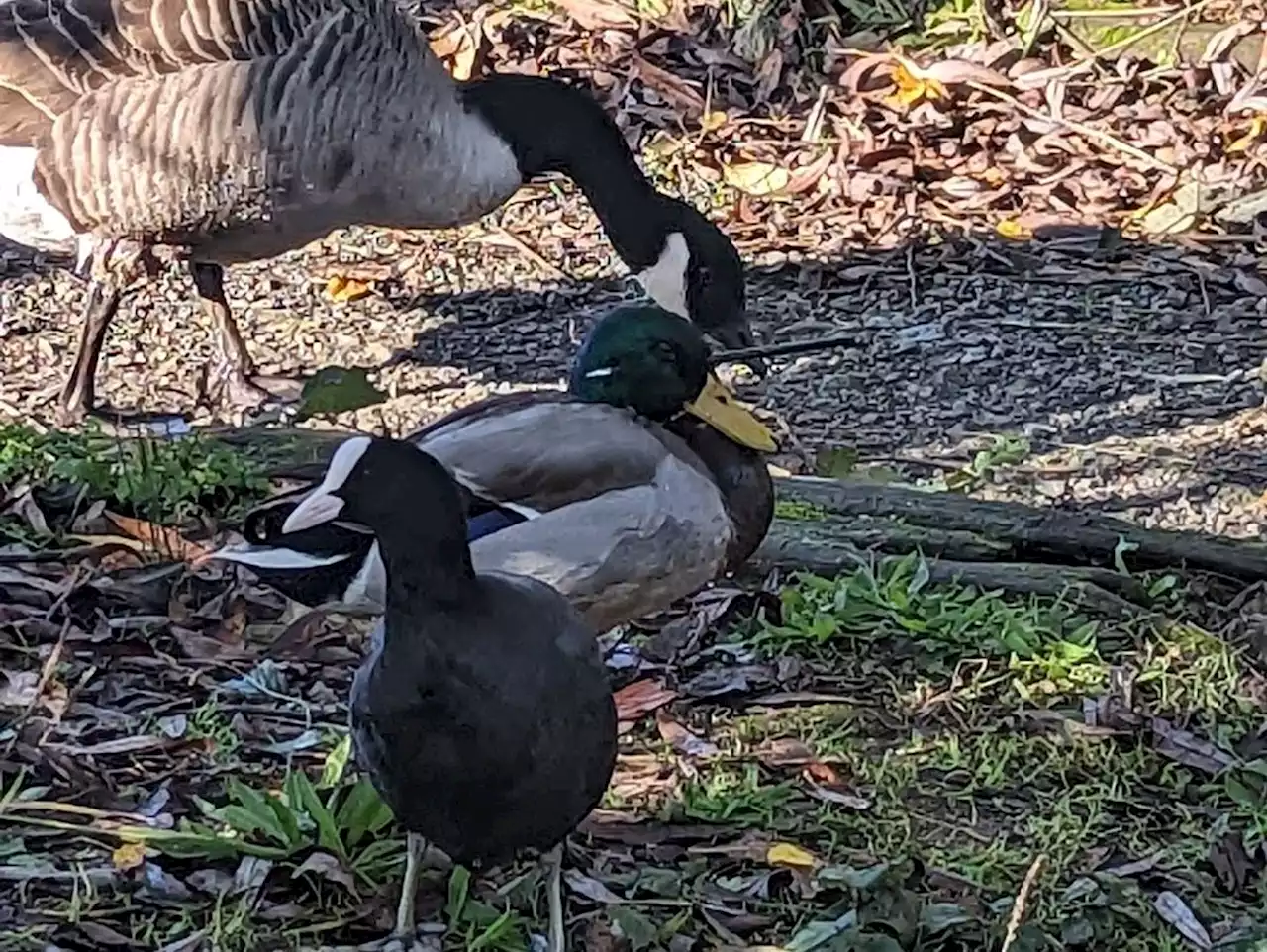 Mallard duck survives being shot in the head with 'crossbow bolt' in cruel attack