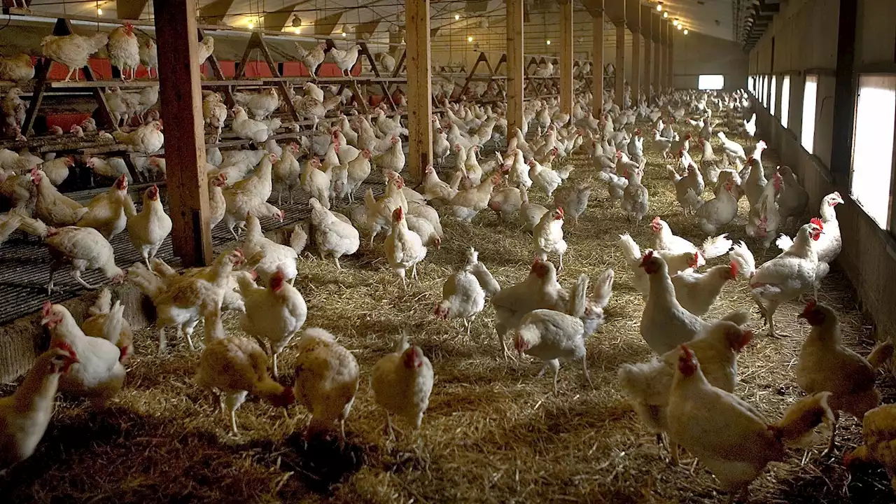 Another 29,000 chickens to be culled in Netherlands due to highly-infectious bird flu strain