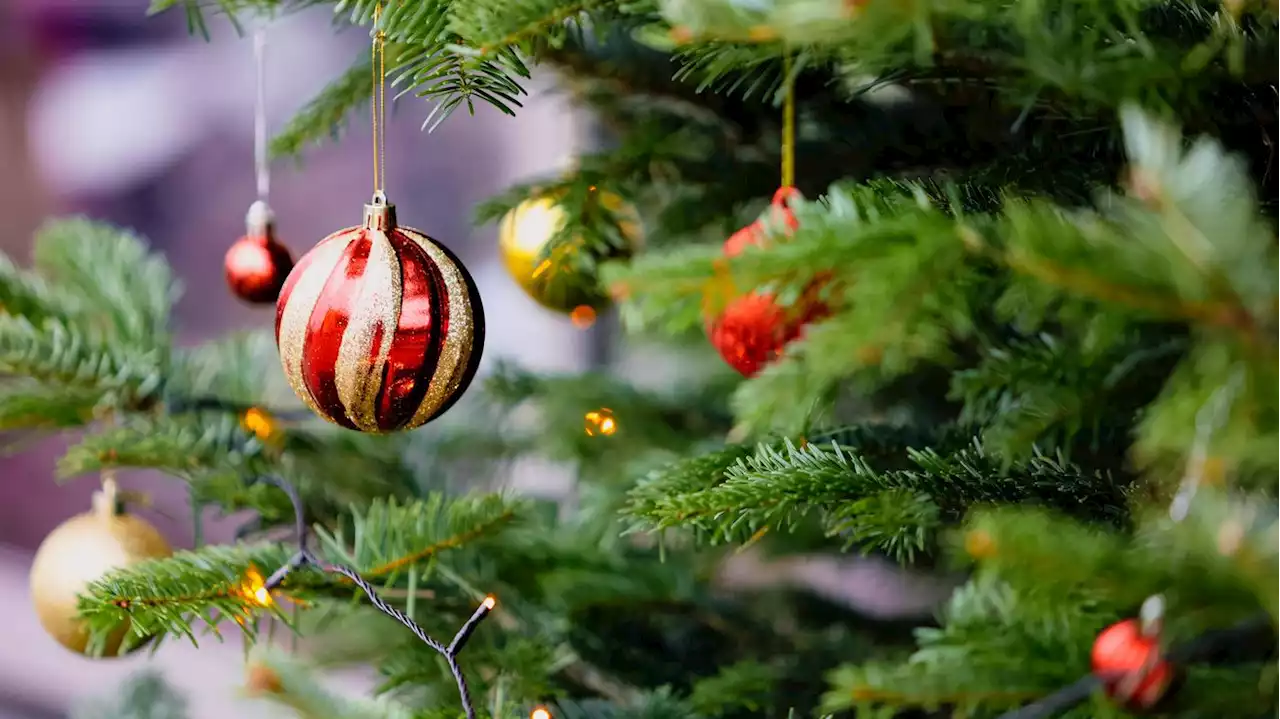 Gilt in den Berliner Rathäusern jetzt das Spardiktat?: Warum der Weihnachtsbaum in Neukölln nur halb so groß ist